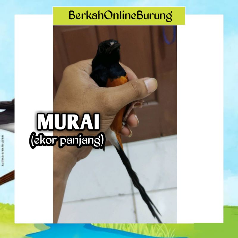 Murai Batu Muda Hutan Jantan Ekor Panjang Bahan Rawatan Atau Hewan Peliharaan