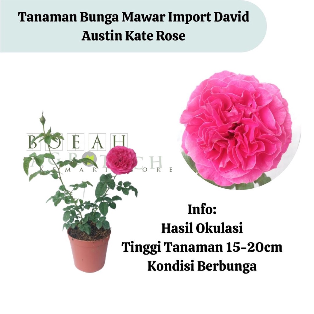 Bibit Tanaman Bunga Mawar Import David Austin Kate Rose Wangi/ Bunga Mawar Katerose