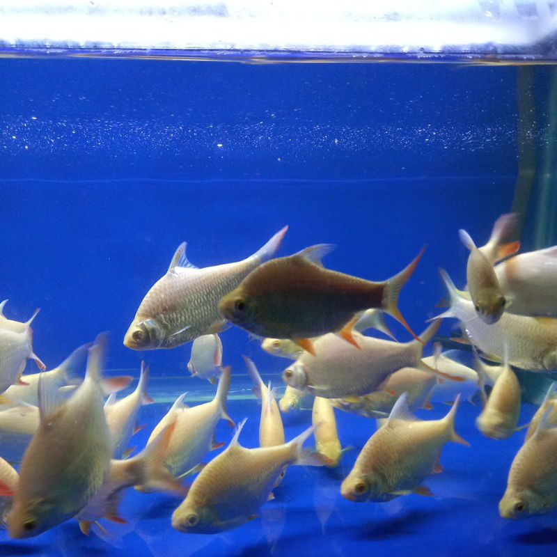 Ikan Kaviat Albino tankmate