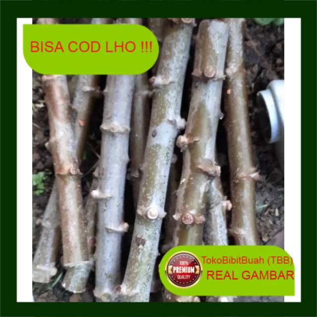 Stek bibit pohon singkong /ketela pohon