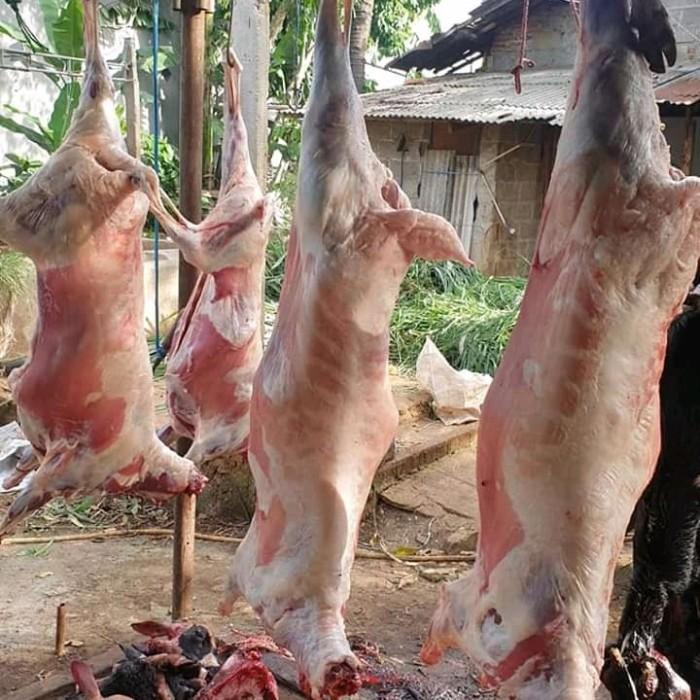 

Meat | Daging Kambing Karkas Fresh 1 Ekor