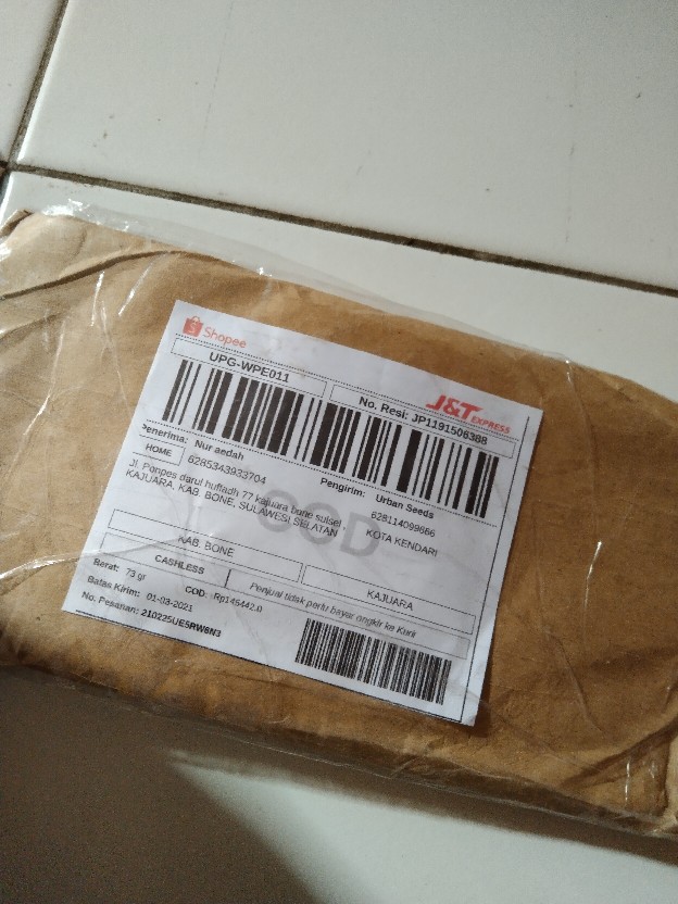 Biji Benih Bibit Jeruk Bonsai (orange Dwarf Seeds)