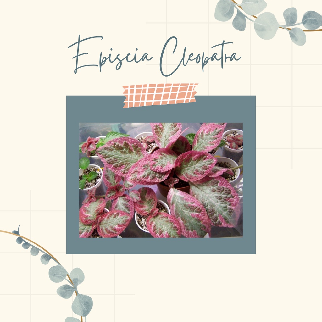 Episcia Import Tanaman Hias Episcia Cleopatra Import Warna Cantik