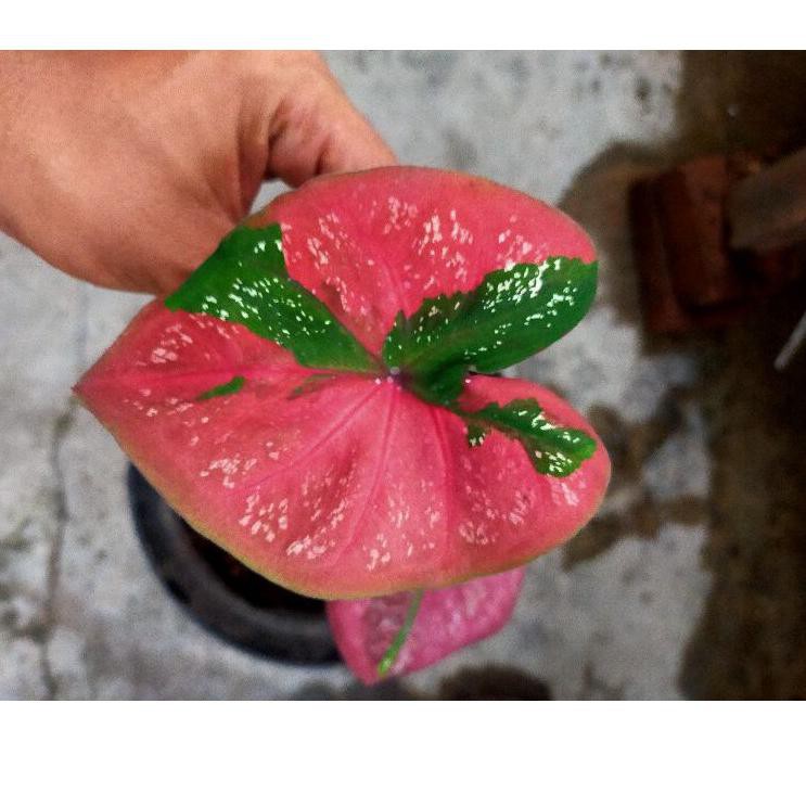 Terkini (BISA ) TANAMAN HIAS CALADIUM BARET MERAH/KELADI BARET IMPOR THAILAND E86J