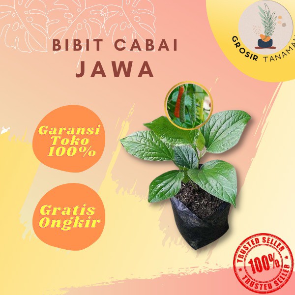 Bibit Tanaman Herbal Cabe Jawa Bibit Tanaman Jamu