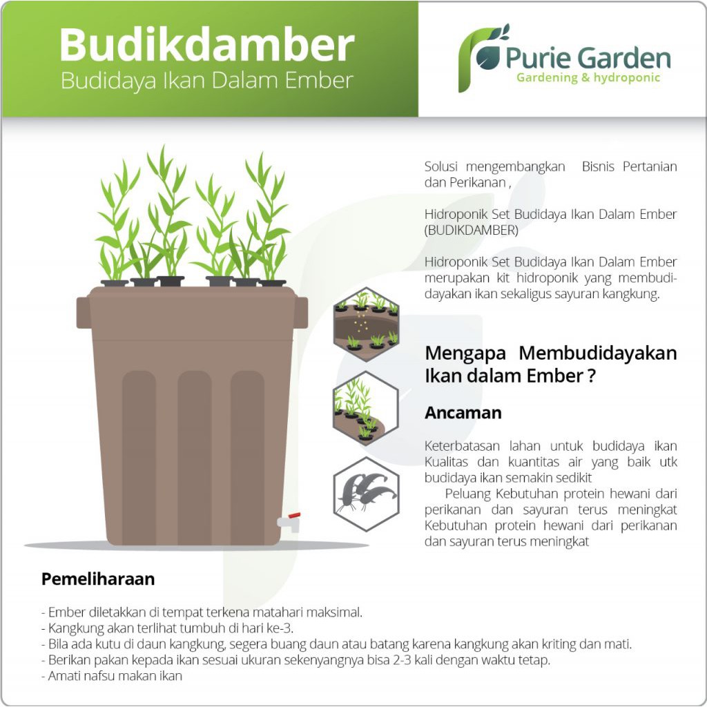 Paket Aquaponik Budidaya Ikan Dalam Ember (BUDIKDAMBER)