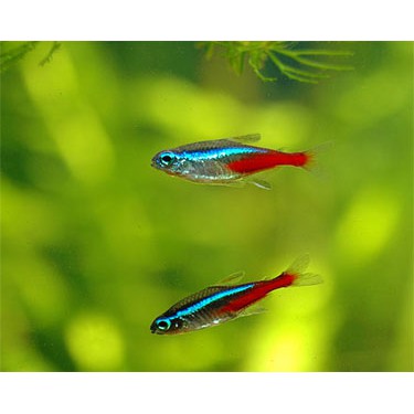 ikan neon tetra