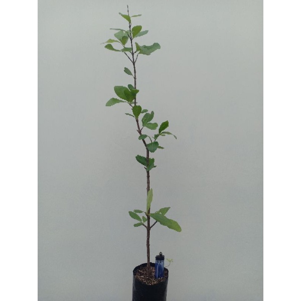 bibit bonsai sianci(Barbados Cherry)
