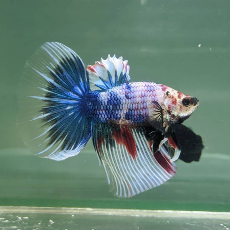 ikan cupang HM,PK,CT