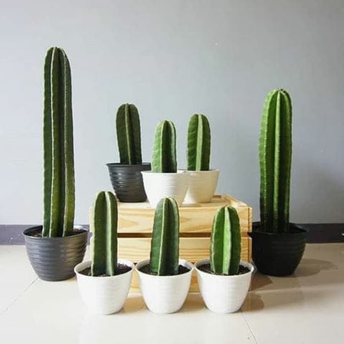 Tanaman Kaktus Koboi/Kaktus Belimbing