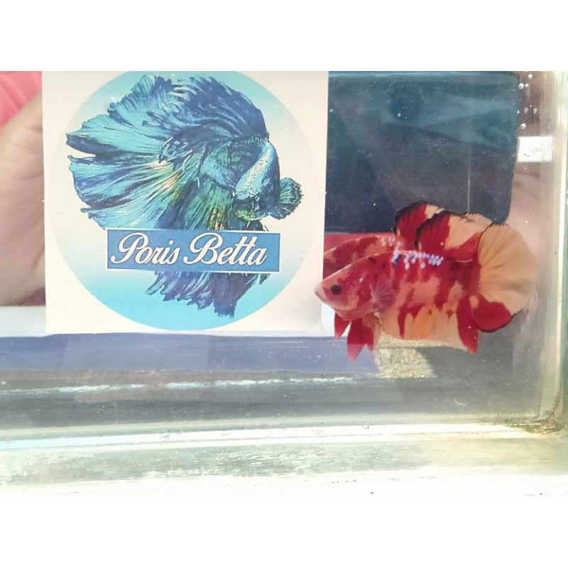 ikan cupang nemo copper