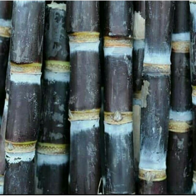 3 BATANG STEK TEBU HITAM IRENG SIAP KONSUMSI ATAUPUN DI TANAM