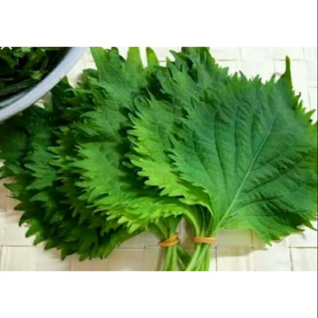 

Daun Oba Perila (basil tiongkok) per 20,35 dan 50pack