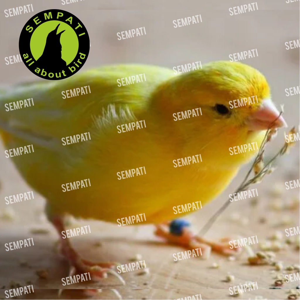 MILET KUNING MILET CREAM CREM  SHORTIRAN IMPORT GRADE A SEMPATI 1 KG BIJI MILET MILLET KUNING YELLOW SEED PAKAN BURUNG LOVEBIRD KENARI PARKIT PERKUTUT MERPATI HAMSTER-2