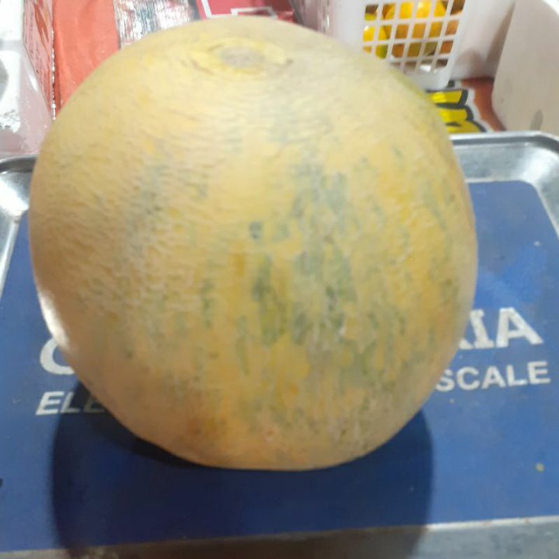 

Buah Melon Fresh 1.6 - 2.5kg