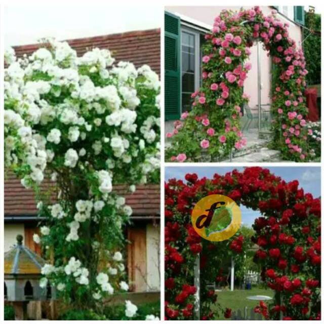 Bibit bunga mawar rambat - paket 5pcs+Bonus