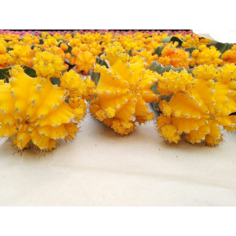 

gymno import