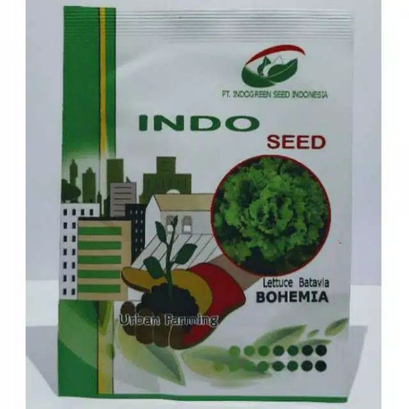 Benih Selada Bohemia - PT Indo Green Seed Indonesia - Batavia Lettuce - Enza Zaden