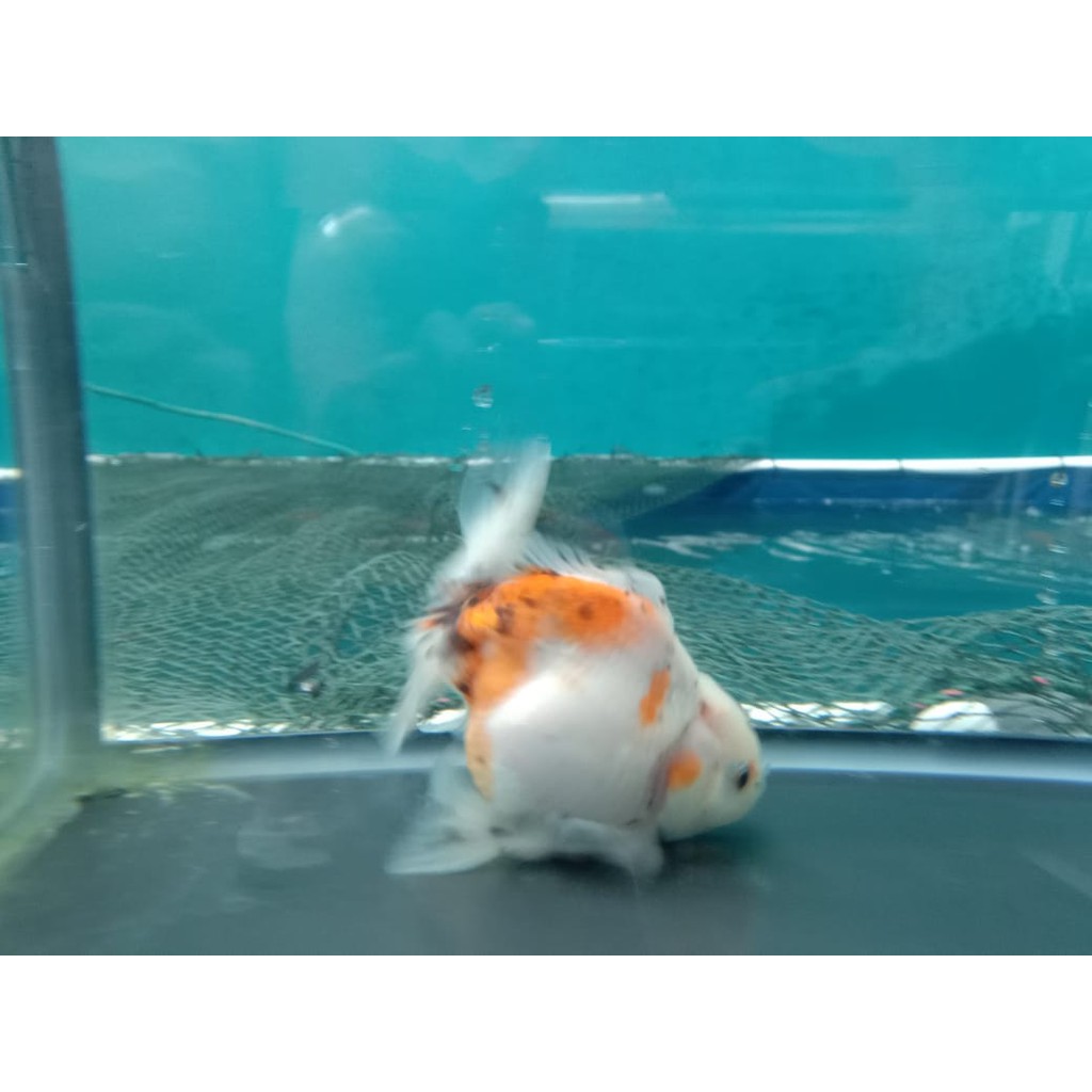 Ikan mas koki Oranda Rosetail White Beauty