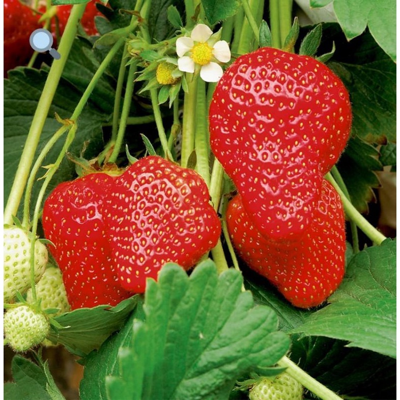 

POHON STRAWBERRY