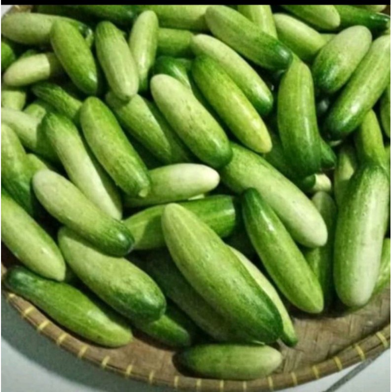

TIMUN JAKARTA BABY TIMUN LALAP 500 GRAM - FC PALEMBANG