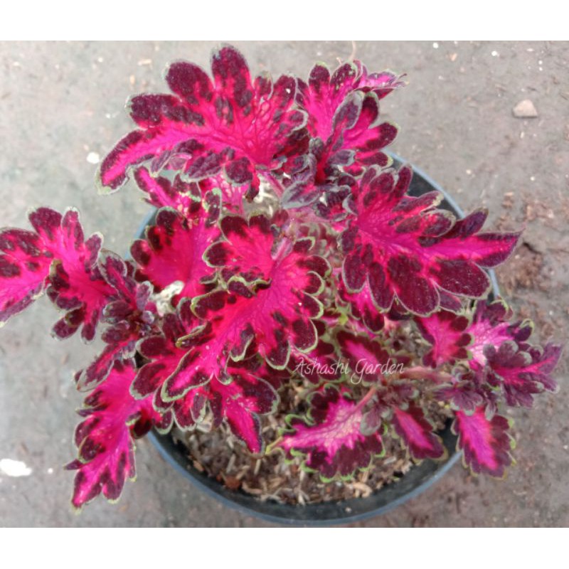 miana premium - miana premium merah