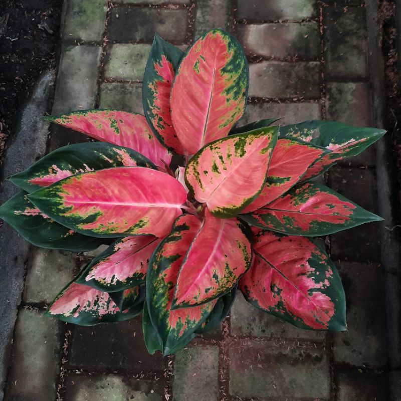 Aglaonema khocin paramuai merah /Aglonema khocin paramuai merah / Aglonema khocin paramuai merah (Tanaman hias aglaonema khocin paramuai merah) - bunga hidup - bunga aglonema - aglaonema merah - aglonema merah - aglaonema import - aglaonema murah