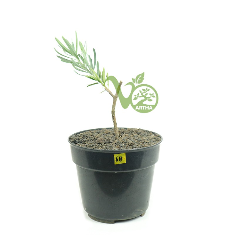 Bibit Lohansung Blue Ice/Lohansung Silver - 6B