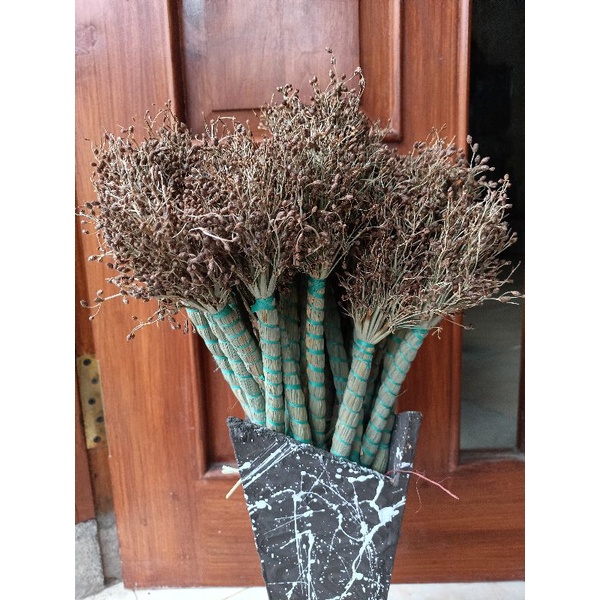 WIDERLY GRASS ATAU RUMPUT MENDONG KERING