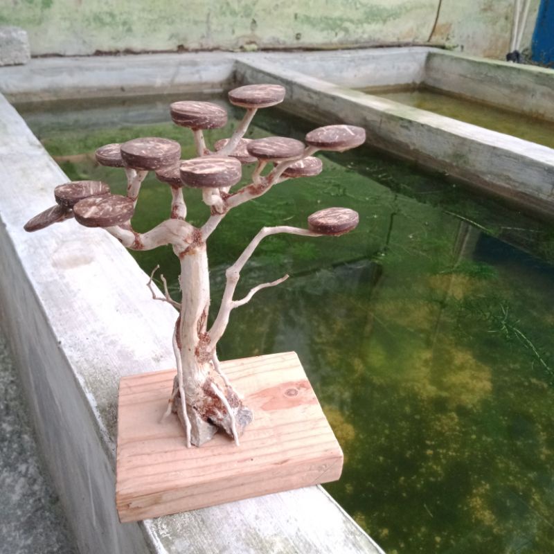 Pohon bonsai aquascape bahan akar senggani ukuran kecil tanpa moss