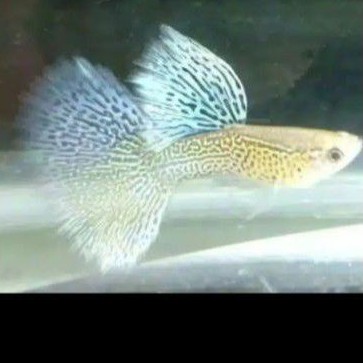 ikan guppy blue lace