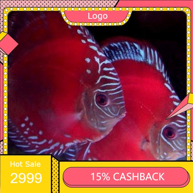 Ikan Discus Red Alenquer 1"inc // kan Hias