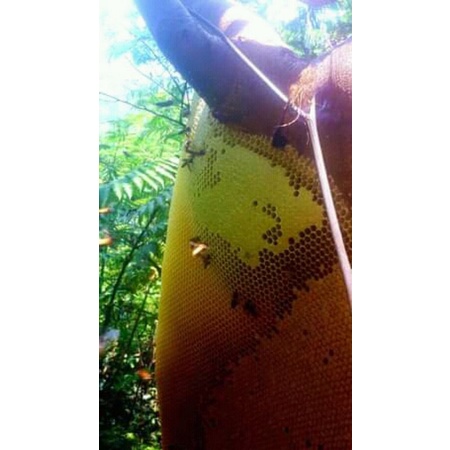 

madu hutan murni apis dorsata 500 gr