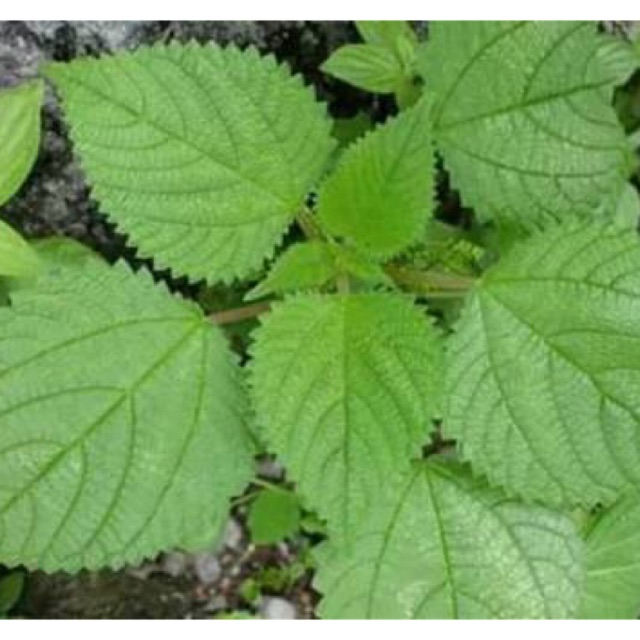 

Daun jelatan daun gatal