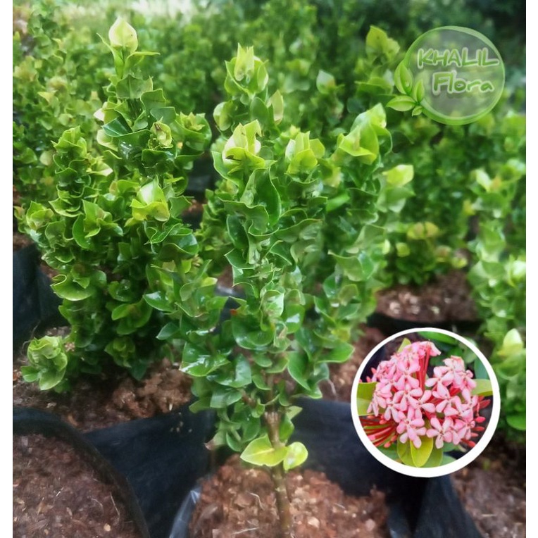 Tanaman Hias Hidup Asoka / Bunga Asoka Tusuk Sate