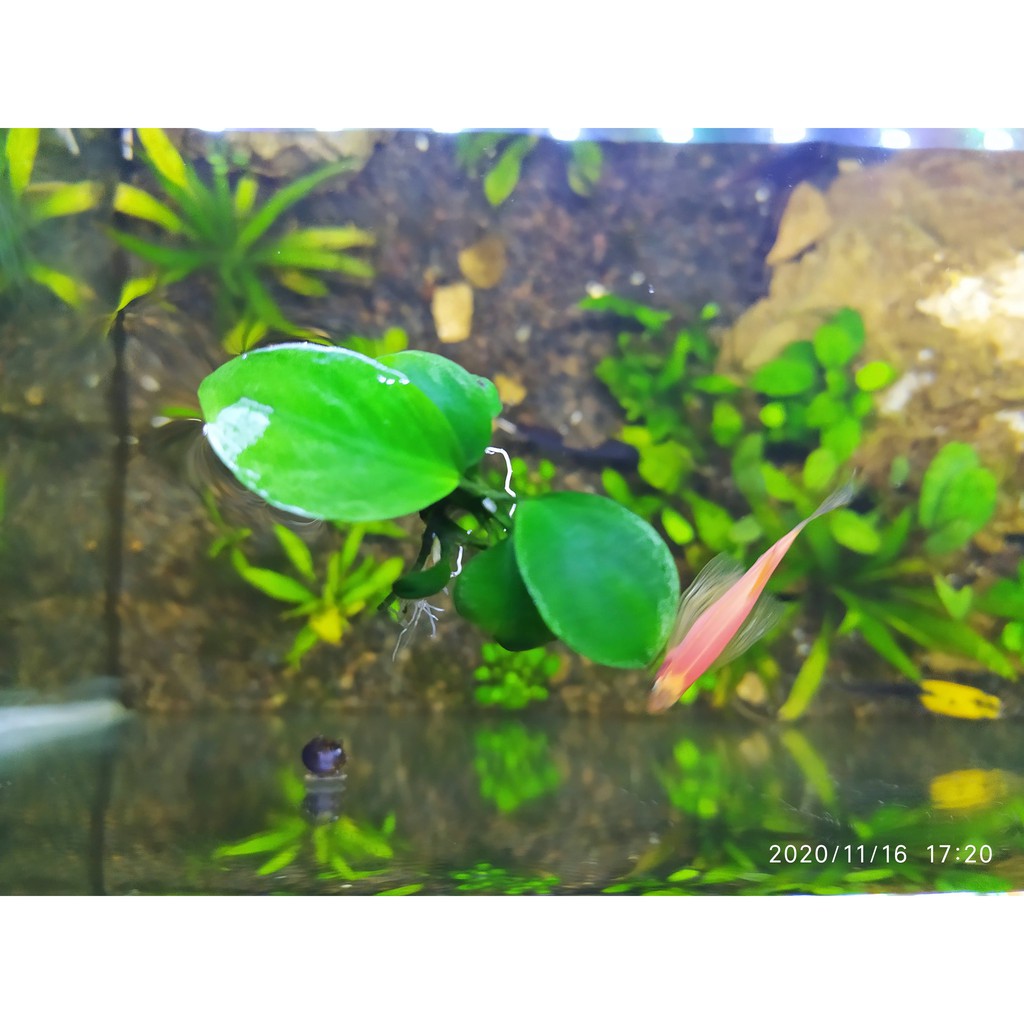 Anubias Barteri Broadleaf Broad Leaf