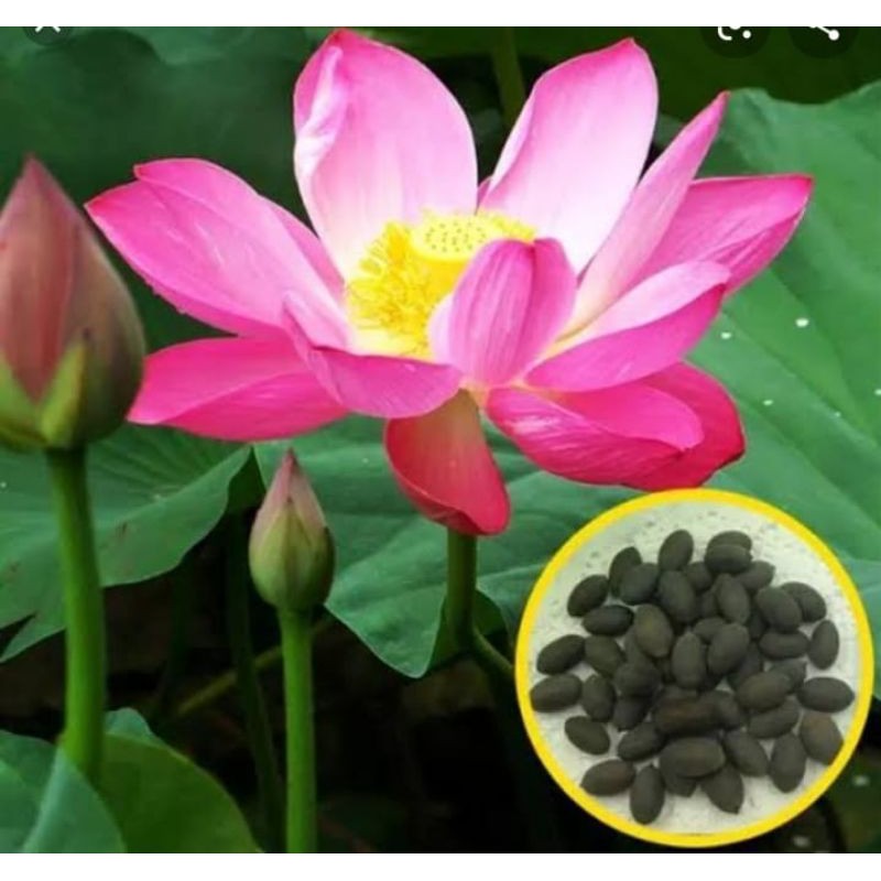 Benih bunga teratai pink