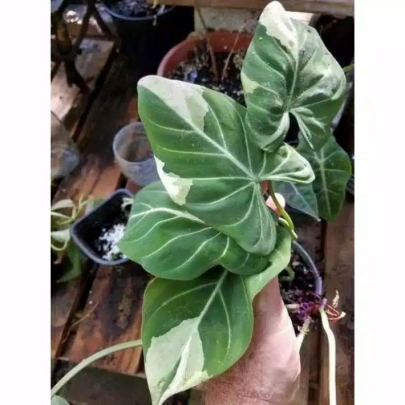bonggol philodendron gloriosum variegata