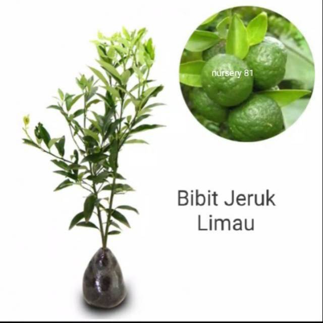 Bibit jeruk limau