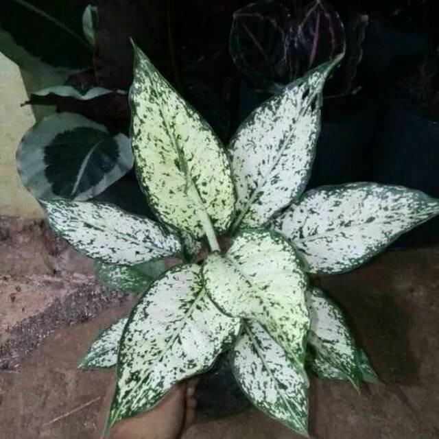 Tanaman hias aglaonema snow white aglonema snow white