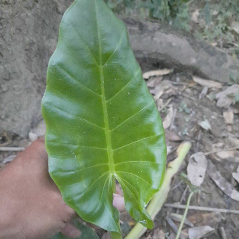 Beli Keladi Unik Sente Hijau Seetracker Indonesia