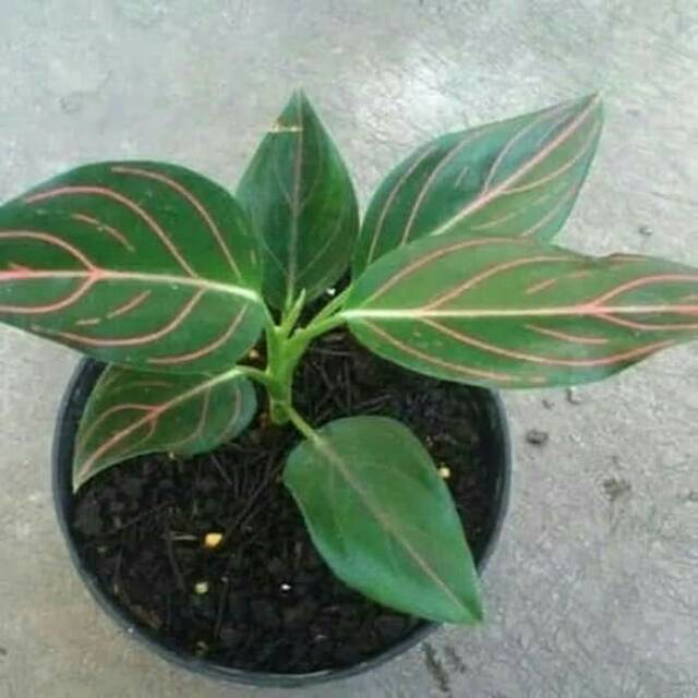 jual bibit aglonema - aglonema rotundum - tanaman hias - bibit aglonema