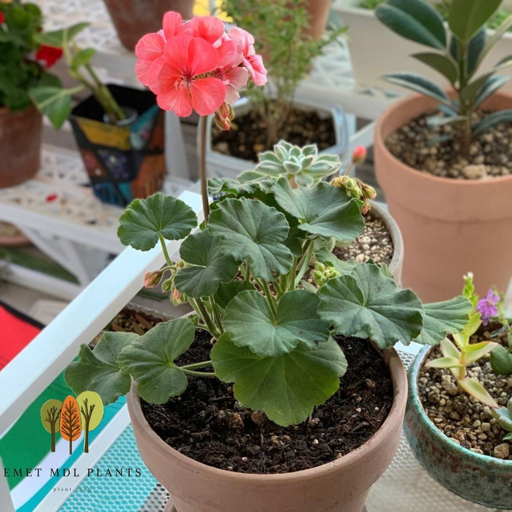 TANAMAN HIAS BUNGA GERANIUM TANAMAN GANTUNG GERANIUM HIDUP  TANAMAN BUNGA GERANIUM GRADE A| COD