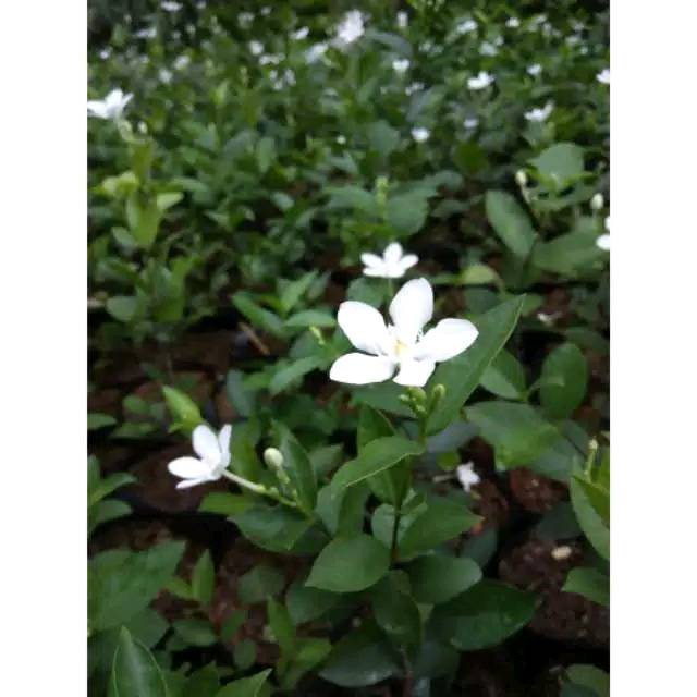 Melati yasmin pohon melati jasmin bunga melati