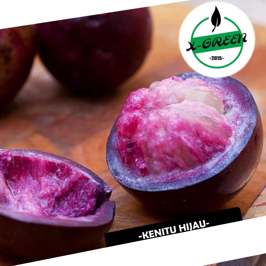 Pohon kenitu Hijau - (X-Green)