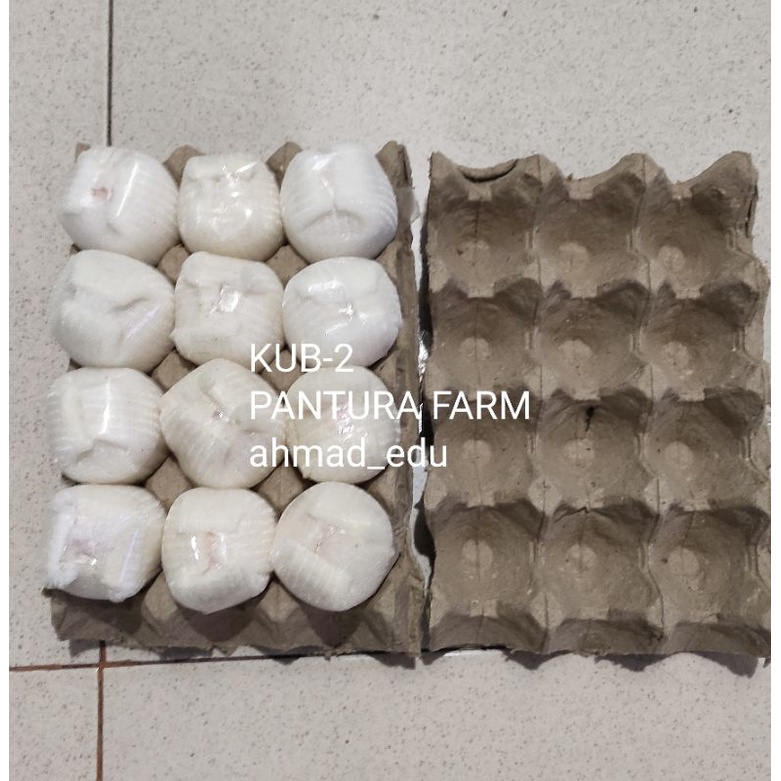FGFG56846 Telur Ayam KUB 2 - Telur Tetas KUB 2 - Telur KUB 2 Fertil Untuk di Tetaskan 564568