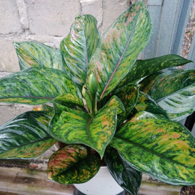 AGLONEMA HENGHENG RUMPUN SUPER DEWASA UNGGULAN