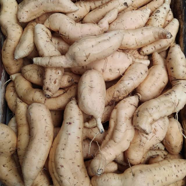 

Ubi cilembu mentah 3kg