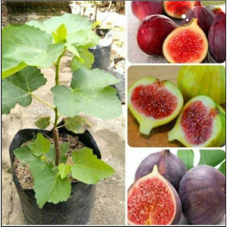 bibit buah tin merah