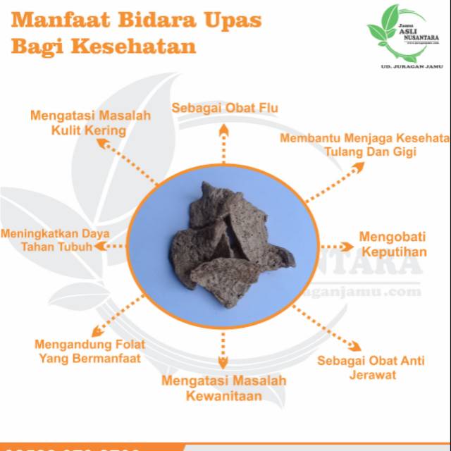 

Bidara upas kering / Merremia mammosa / widara upas / hailale kering